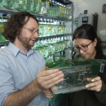 Biology professor Joshua Bloomekatz (left) and doctoral student Rabina Shrestha examine a tank of zebrafish. Bloomekatz and his research team are using the fish, which has heart processes similar to humans, to study how cardiac cells rearrange themselves to form structures of the heart.