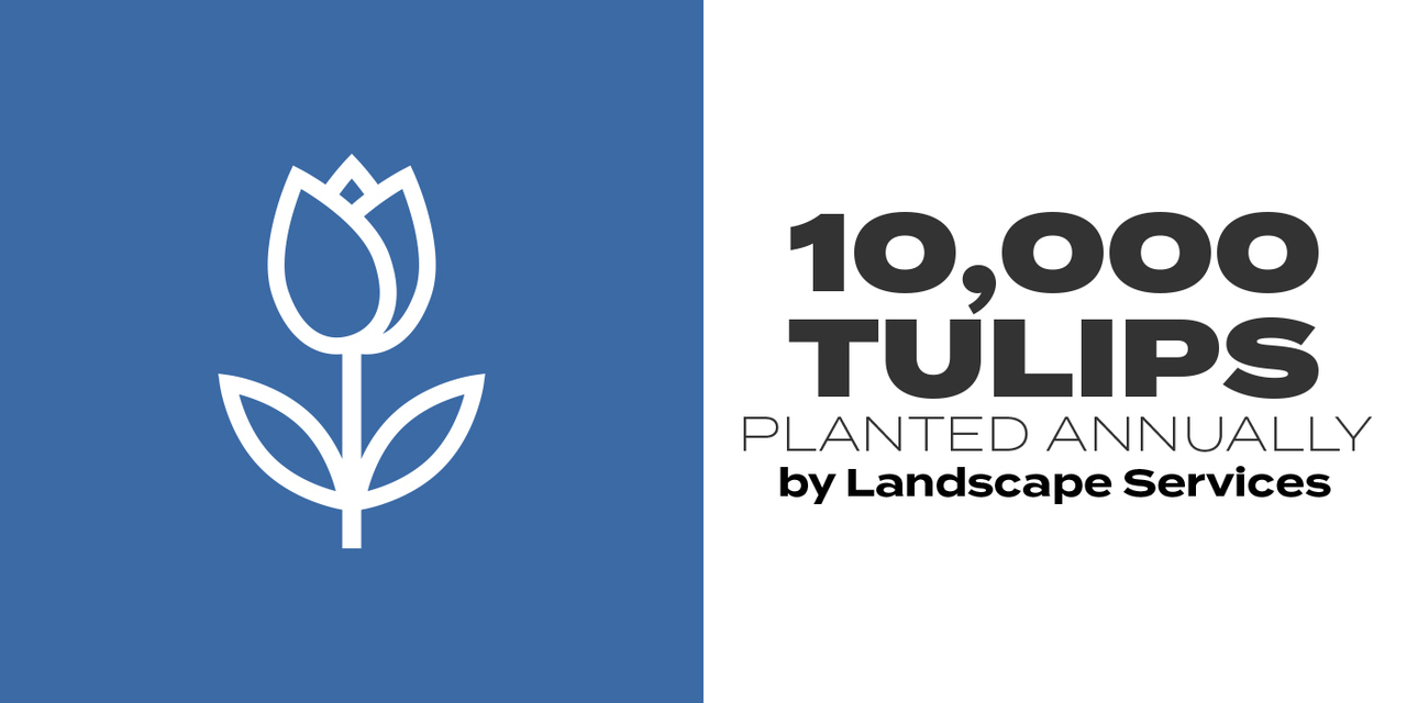 10,000 tulips planted annually by landscape services 